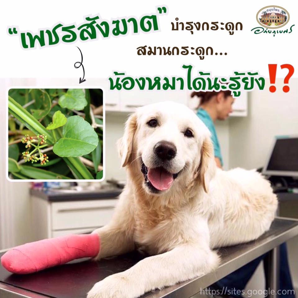 ยาเม็ดเพชรสังฆาต