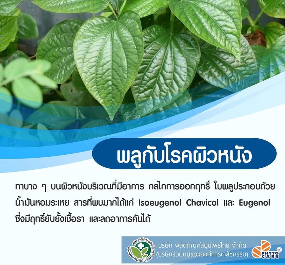 พลูจีนอล ครีมแก้ลมพิษ ผื่นคัน ผิวอักเสบ