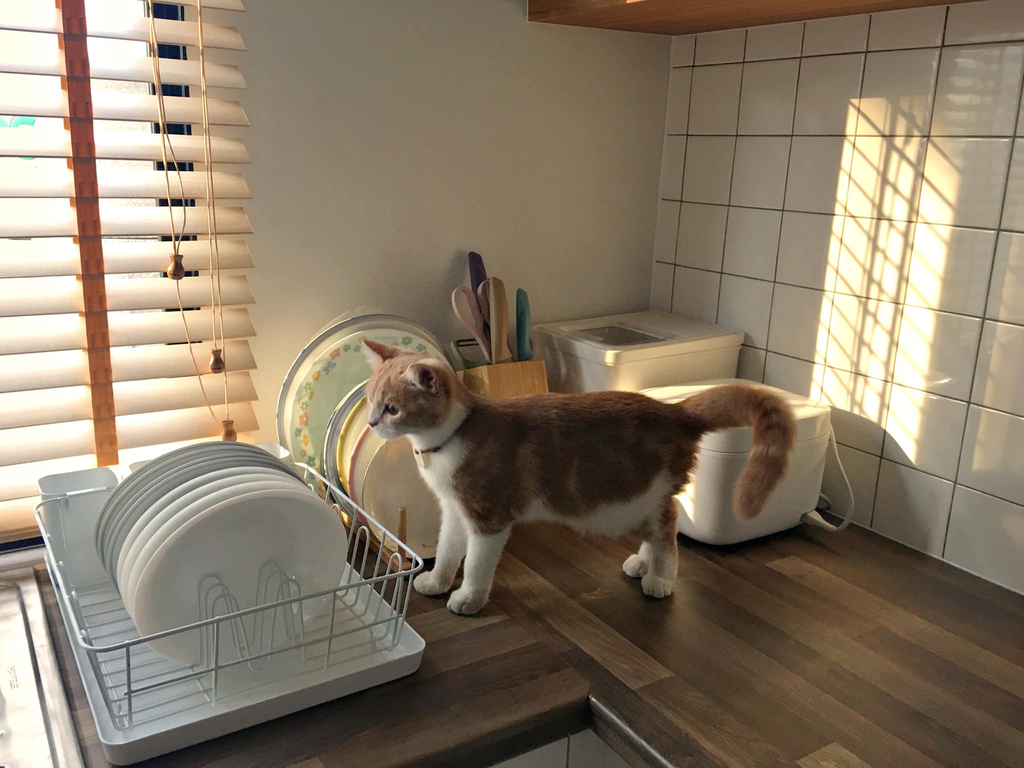 ครัวบิ้วอิน บ้านคุณกชกร หมู่บ้าน Pleno พหลโยธิน-วัชรพล 2 ถนนเพิ่มสิน แขวงคลองถนน 2 ตู้ล่าง+บน 2.4 ตู้ล่าง