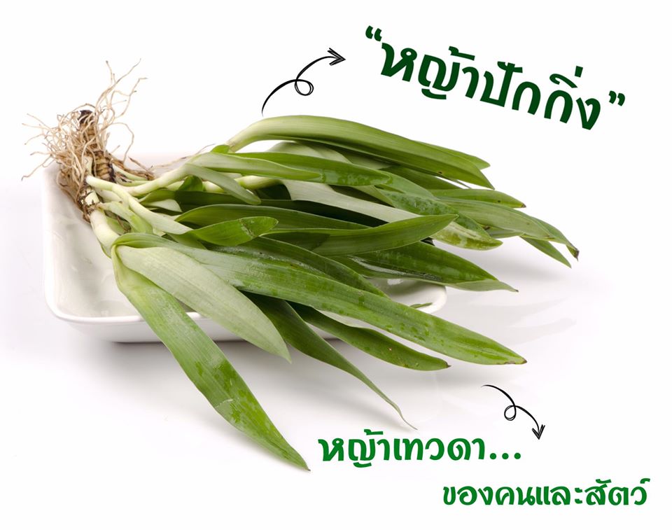 หญ้าปักกิ่ง 100แคปซูล