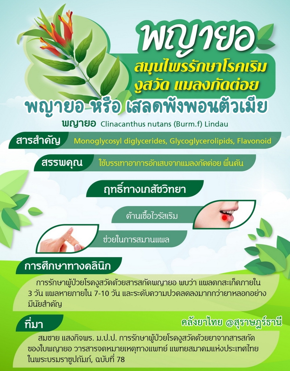 ยาหม่องเสลดพังพอน(กระปุกใหญ่) 60 g.