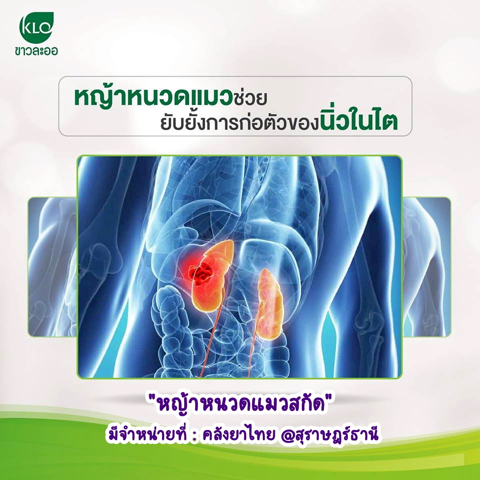 หญ้าหนวดแมว ช่วยนิ่วในไต กระเพาะปัสสาวะ สุนัขและแมว