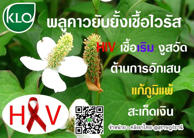 พลูคาวสกัดแคปซูล