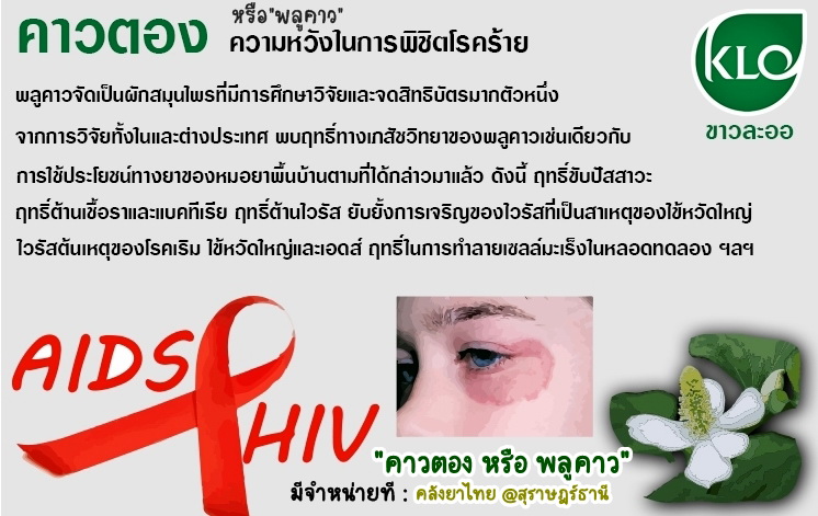 พลูคาวสกัดแคปซูล