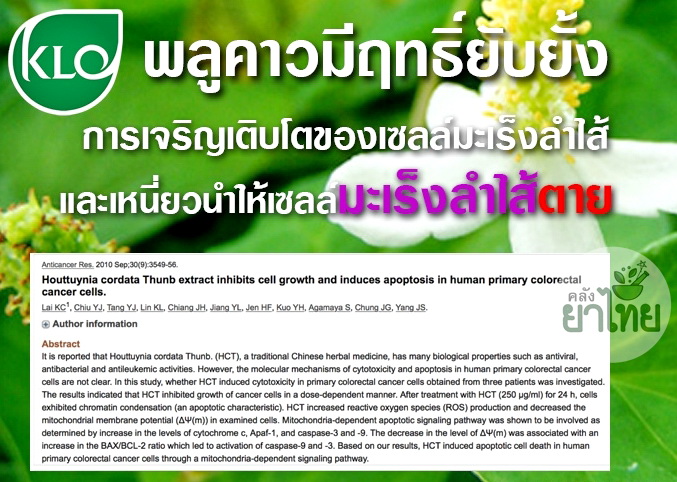 พลูคาวสกัดแคปซูล