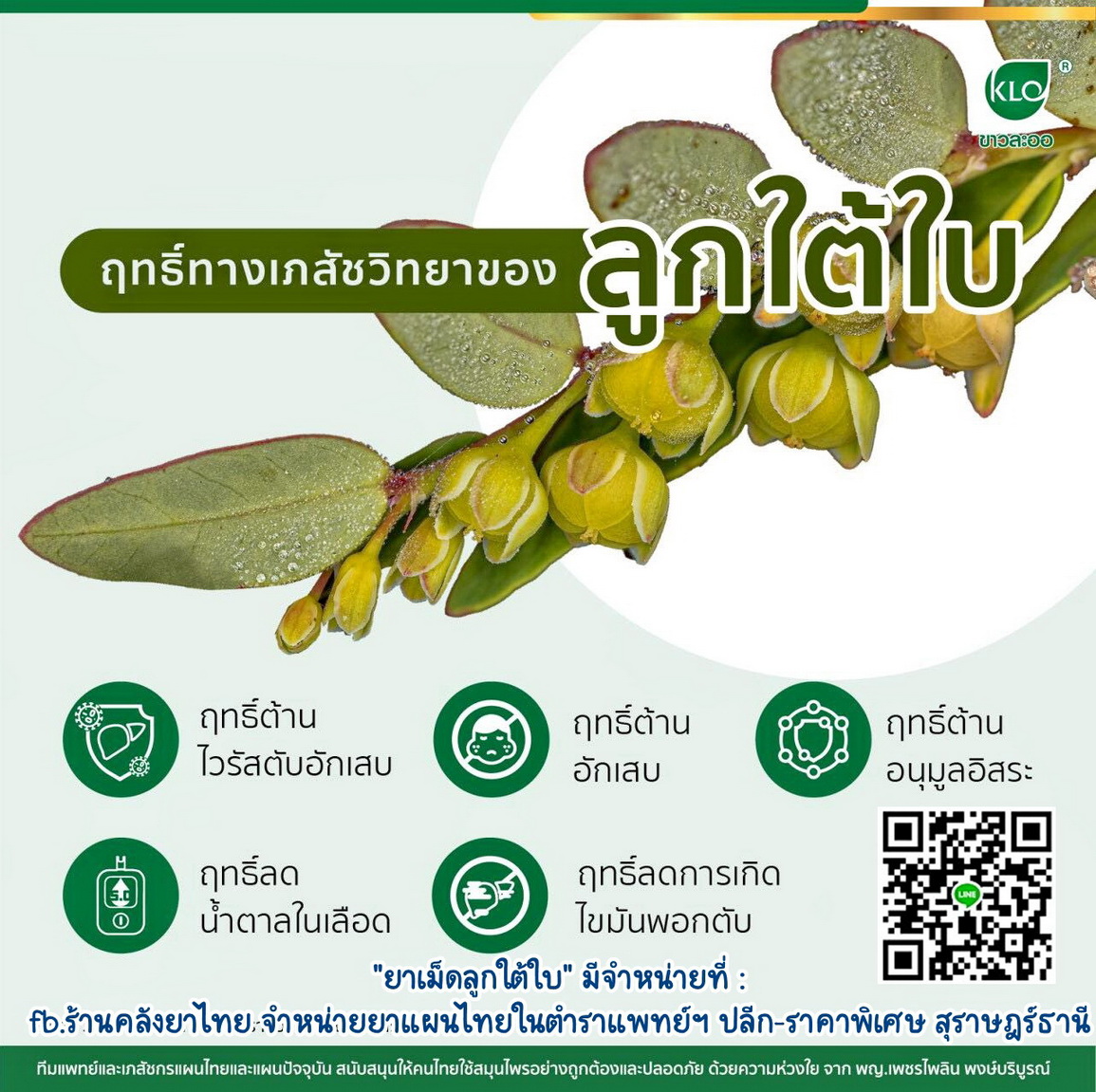 ยาเม็ดลูกใต้ใบ จัดการตับอักเสบ