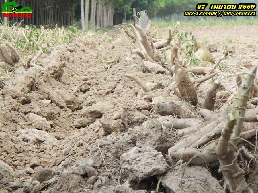 ผานขุดมัน แบบ จานขุด