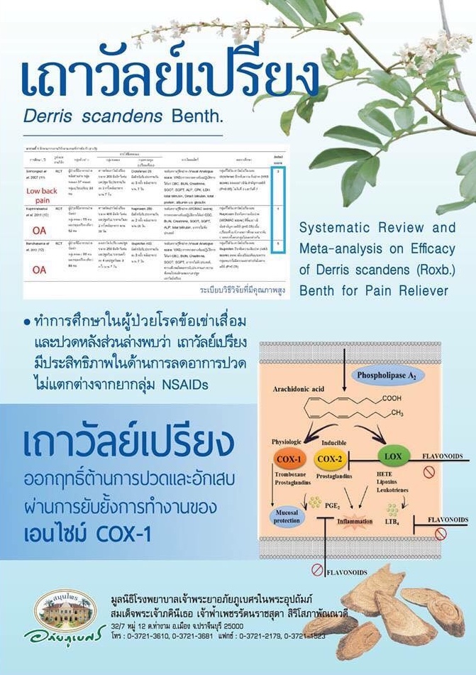ยาเถาวัลย์เปรียงชนิดเม็ด