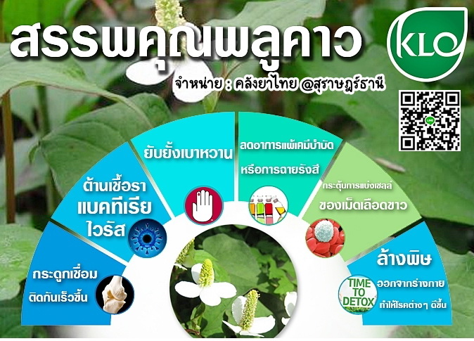 พลูคาวสกัดแคปซูล