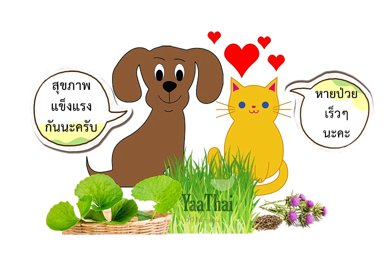 เนื้องอกและมะเร็งในสุนัขและแมว