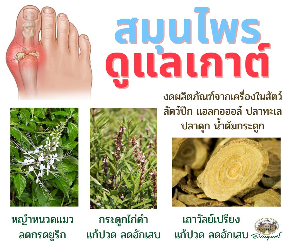 เถาวัลย์เปรียงสกัด