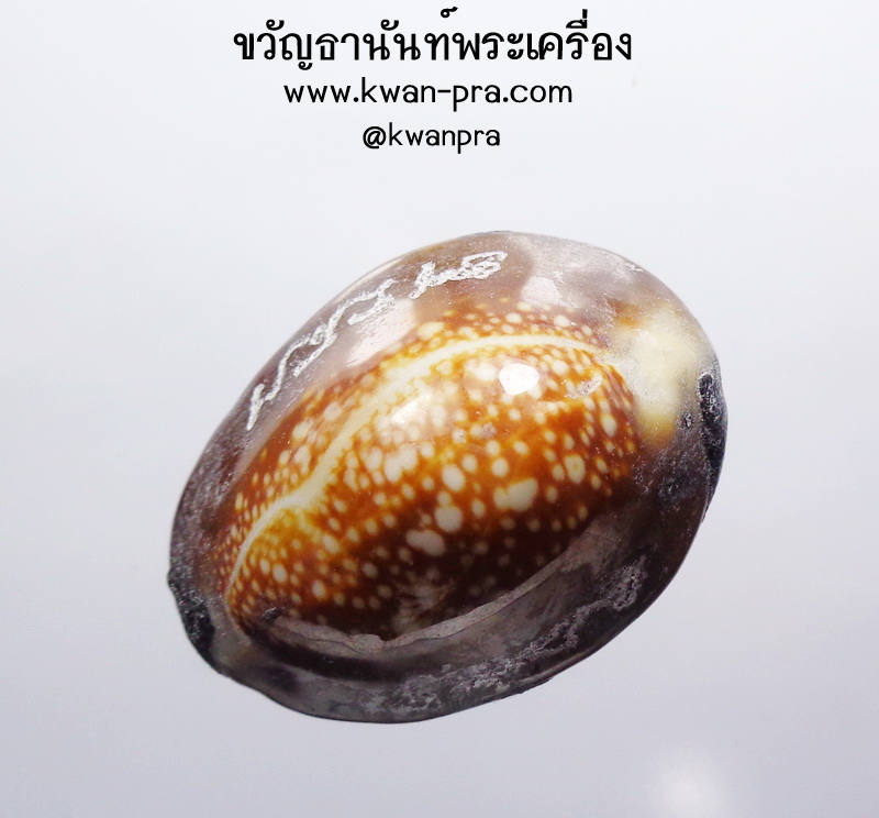 หลวงปู่บัว ถามโก เบี้ยแก้ 9 มหาฤกษ์ 9 มหาชัย 200 ปี ซองเดิม (AB3568)