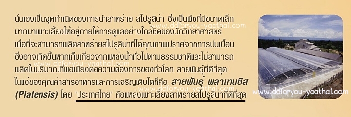 สไปรูลิน่าบริสุทธิ์300แคปซูล มีเอกสารและตารางการรับประทานที่ถูกต้องให้