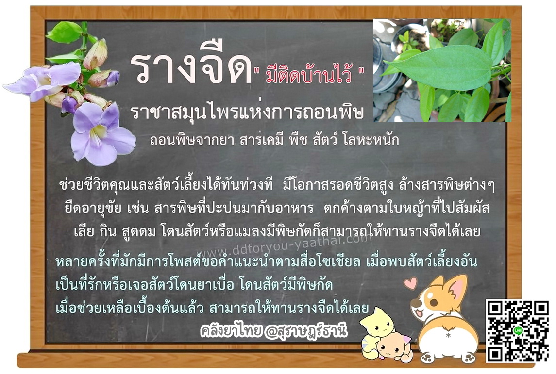 รางจืดชนิดเม็ด ใช้ได้ทั้งคนและสัตว์