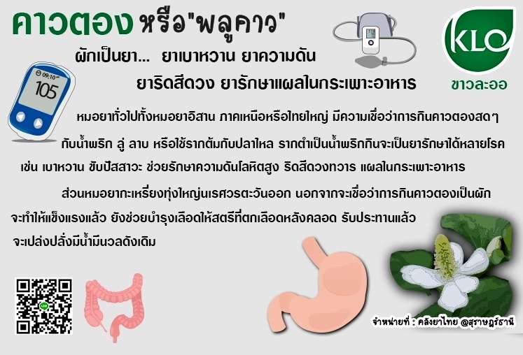 พลูคาวสกัดแคปซูล