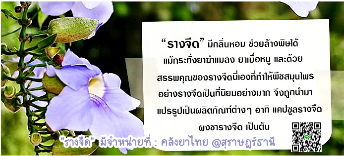 รางจืดชนิดเม็ด ใช้ได้ทั้งคนและสัตว์