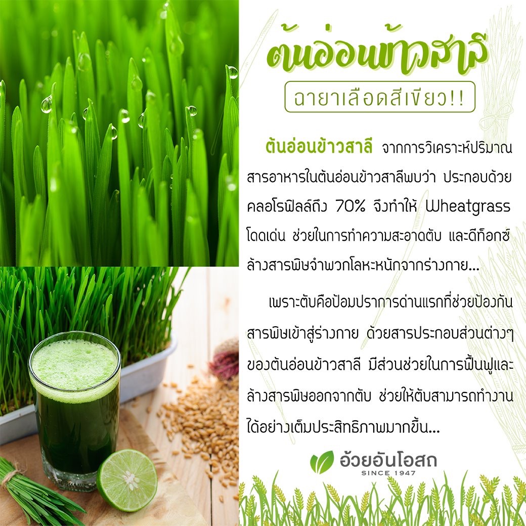วีทกราสWheatgrass