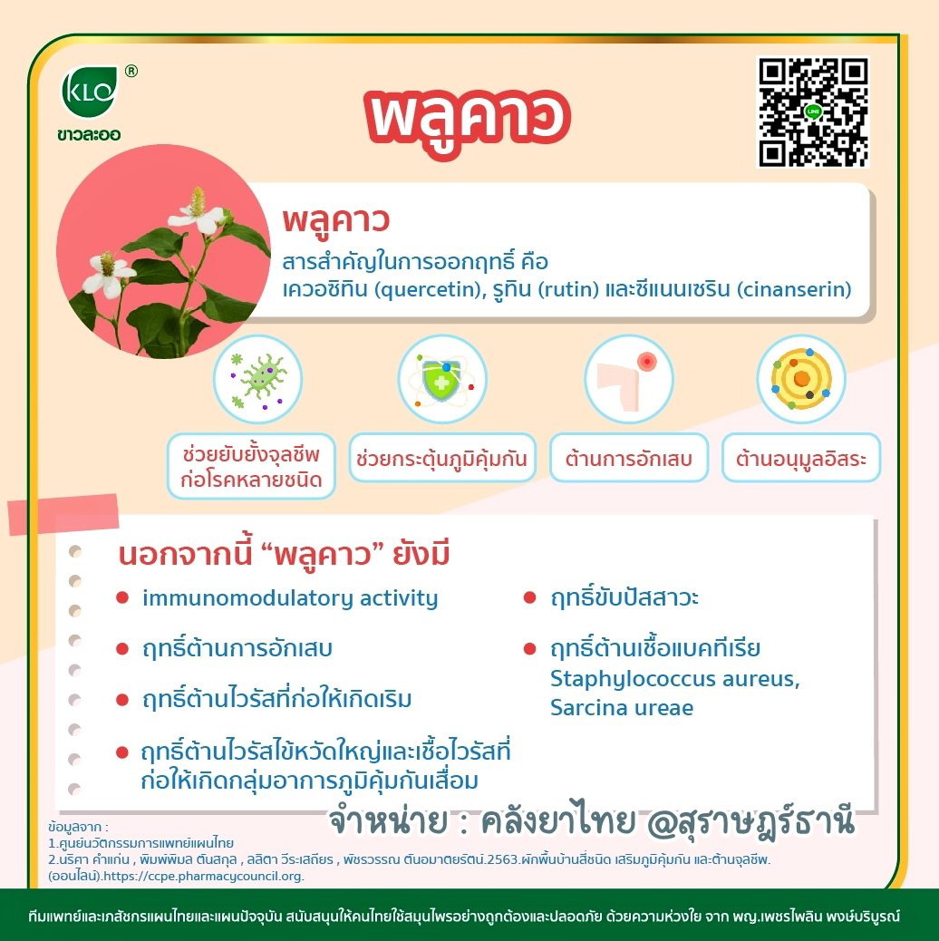 พลูคาวสกัดแคปซูล