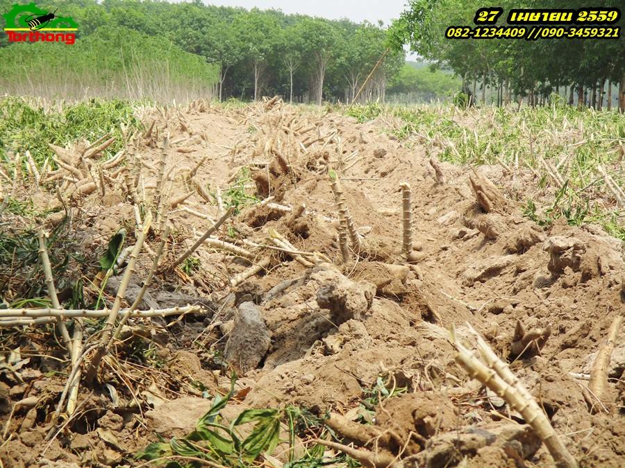 ผานขุดมัน แบบ จานขุด