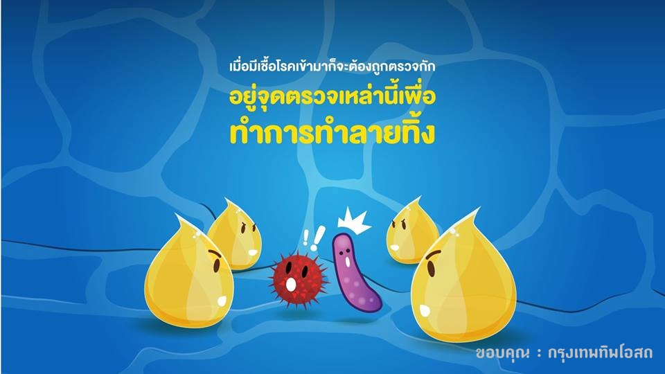 ยาแก้น้ำเหลืองเสีย