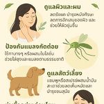 🌿 น้ำมันสะเดา … ตัวช่วยจากธรรมชาติในชีวิตประจำวัน 🌿