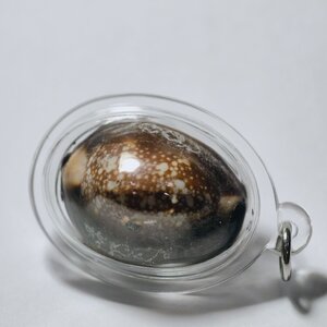 หลวงปู่บัว ถามโก เบี้ยแก้ 9 มหาฤกษ์ 9มหาชัย 200 ปี (AC3283)