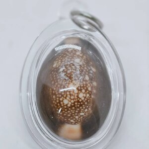 หลวงพ่อพัฒน์ วัดห้วยด้วน นครสวรรค์ เบี้ยแก้ รวย รวย รวย (AC1637)