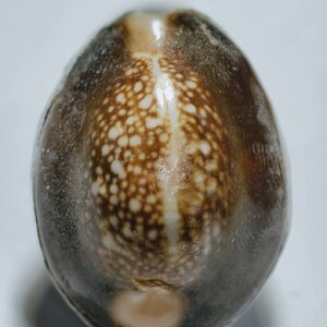 หลวงพ่อนพ วัดหนองไร่ – หลวงพ่อสิน วัดละหารใหญ่ เบี้ยแก้ หลวงพ่อจารเต็มให้ (KP5095)