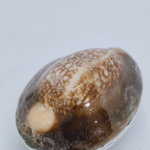 หลวงพ่อนพ วัดหนองไร่ – หลวงพ่อสิน วัดละหารใหญ่ เบี้ยแก้ หลวงพ่อจารเต็มให้ (KA2095)