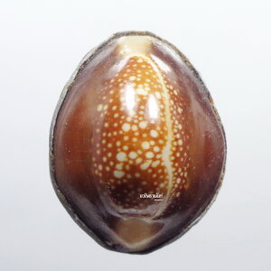 หลวงพ่อนพ วัดหนองไร่ – หลวงพ่อสิน วัดละหารใหญ่ เบี้ยแก้ สายหลวงปู่ทิม (KP884)