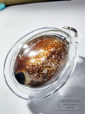 หลวงปู่บัว ถามโก เบี้ยแก้ 9 มหาฤกษ์ 9มหาชัย 200 ปี (AB6283)