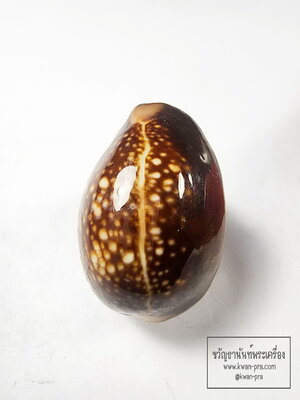 หลวงพ่อพัฒน์ วัดห้วยด้วน เบี้ยแก้ แผ่นทองคำ รวย รวย รวย (KA90)