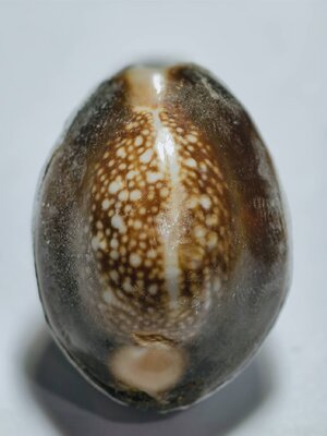 หลวงพ่อนพ วัดหนองไร่ – หลวงพ่อสิน วัดละหารใหญ่ เบี้ยแก้ หลวงพ่อจารเต็มให้ (KP5095)