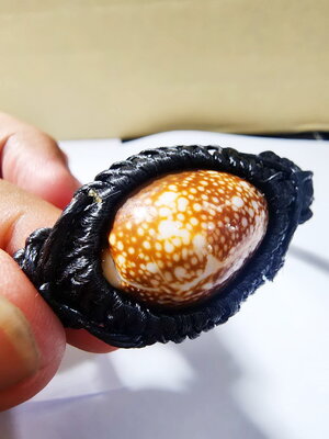 หลวงปู่มหาศิลา วัดพระธาตุหมื่นหิน กำไลเบี้ยแก้ ประทานทรัพย์ (KA265)