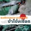 ดงดิบแดนอาถรรพณ์ป่าโป่งเชือก