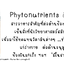สไปรูลิน่าบริสุทธิ์300แคปซูล มีเอกสารและตารางการรับประทานที่ถูกต้องให้